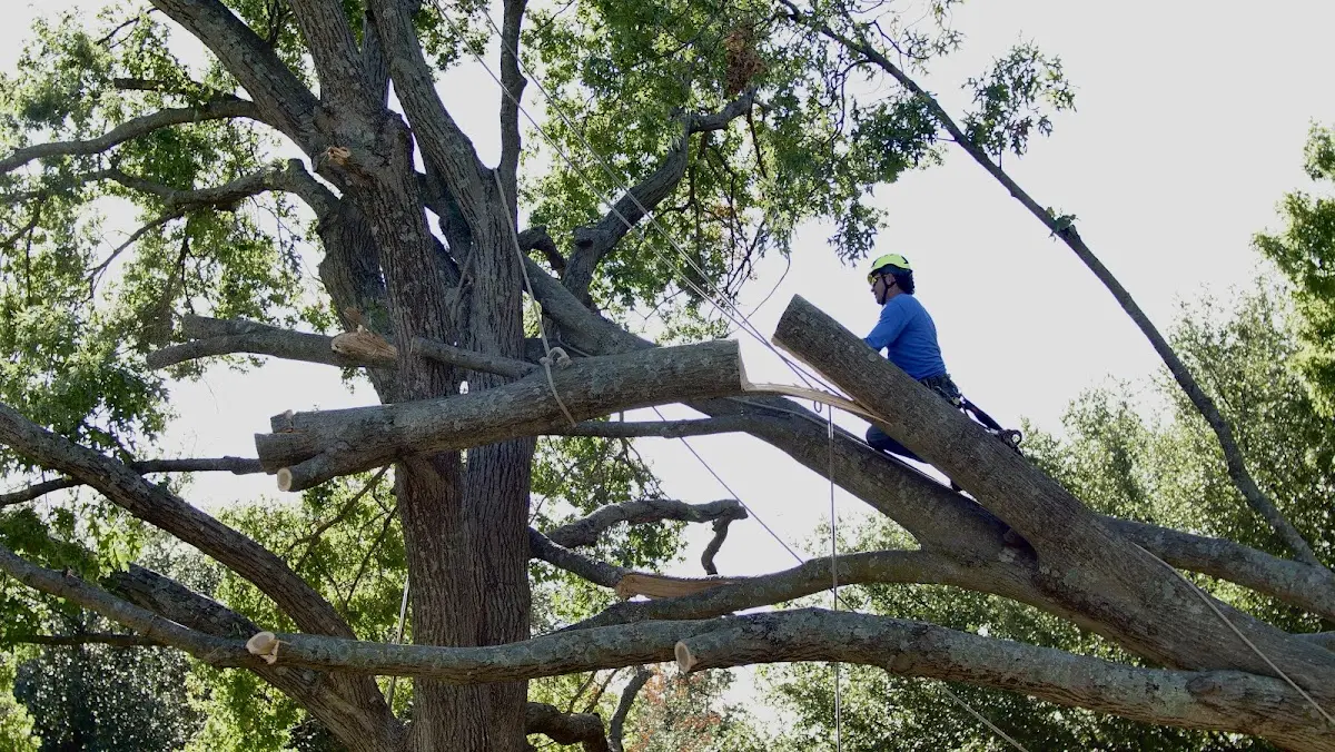 Professional Crown Thinning performed by certified arborists in Fishers