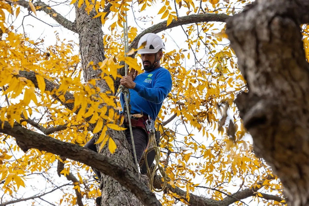 Skilled Dead Tree Removal crew working in Fishers